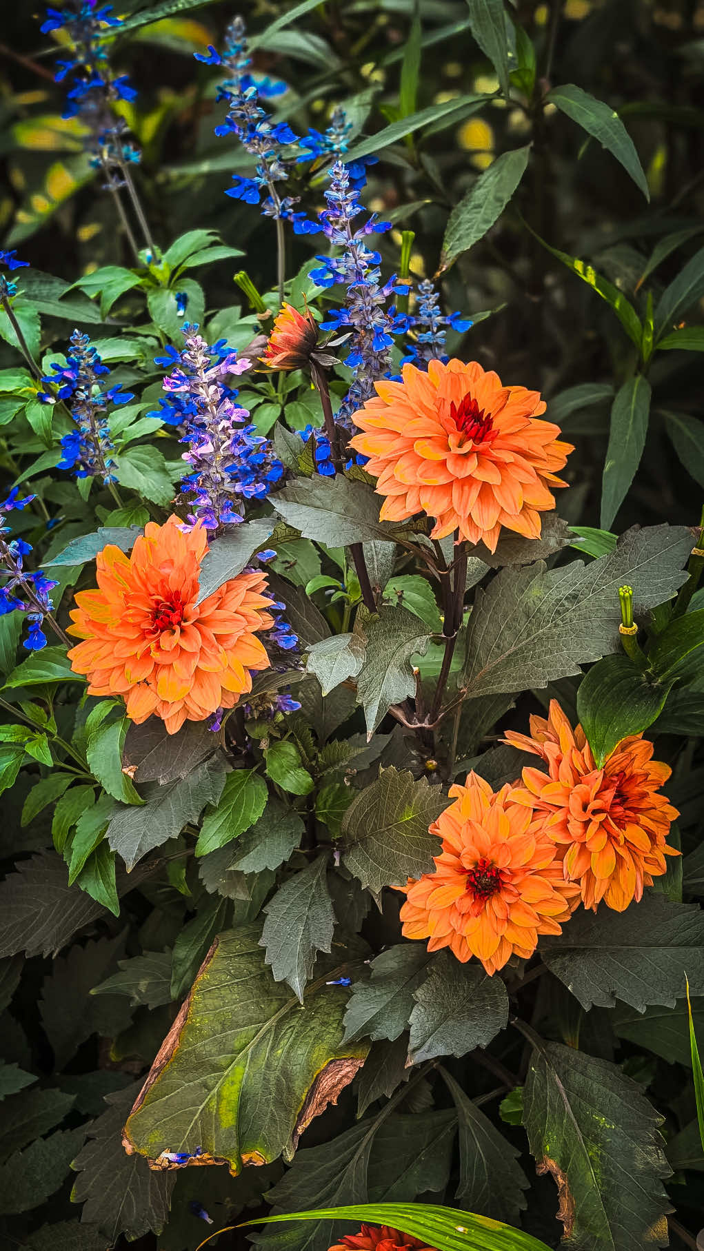 @𝑻𝒂̂𝒏 𝑻𝒉𝒊