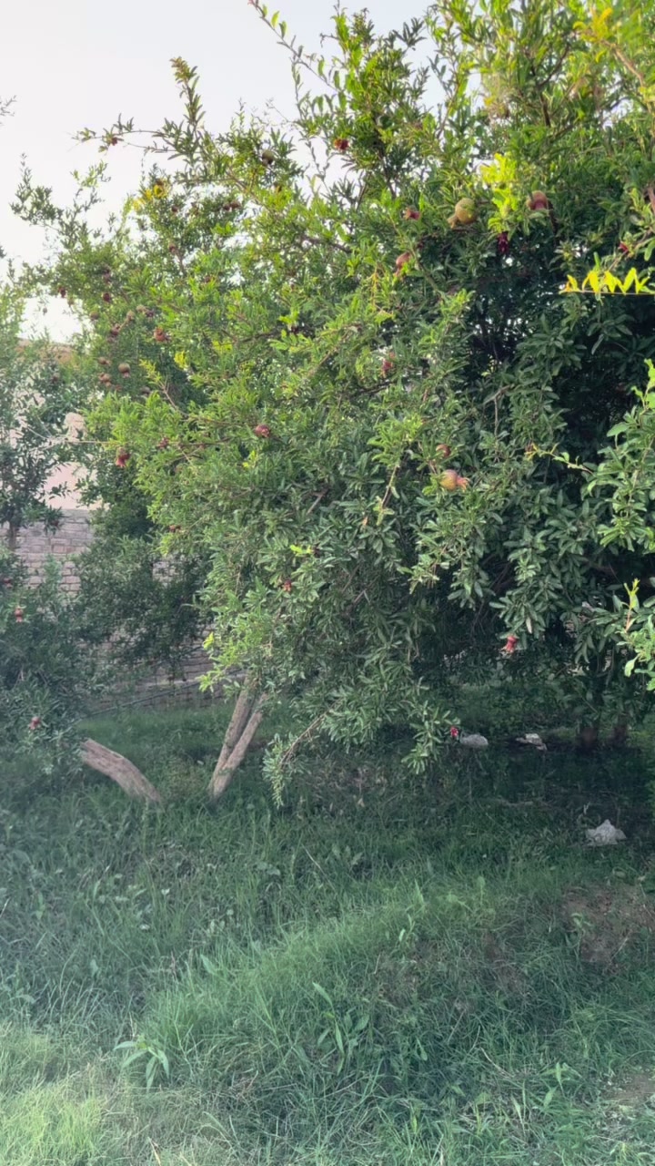 @umar achakzai 123