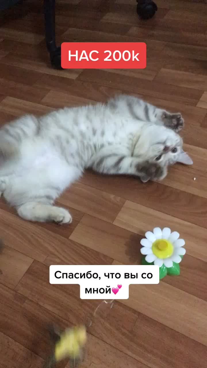 @LIUTIK