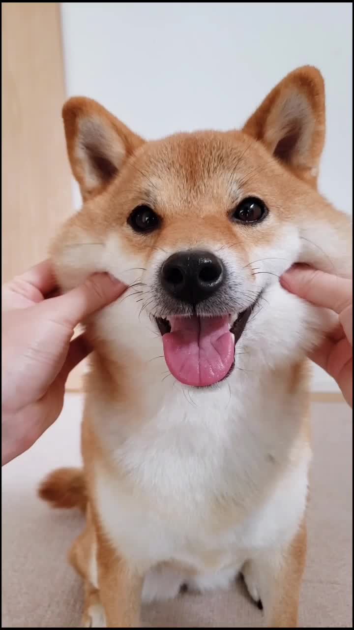 @柴犬コマリ