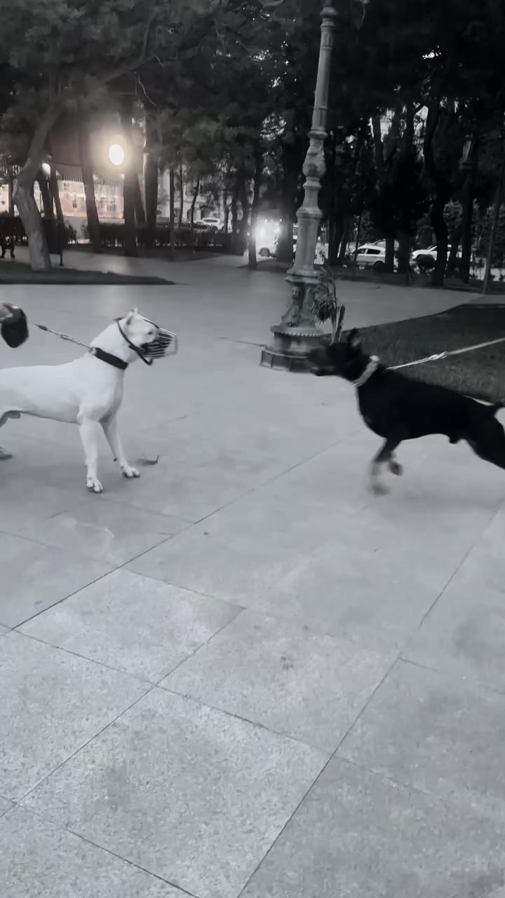 @dobi.baron