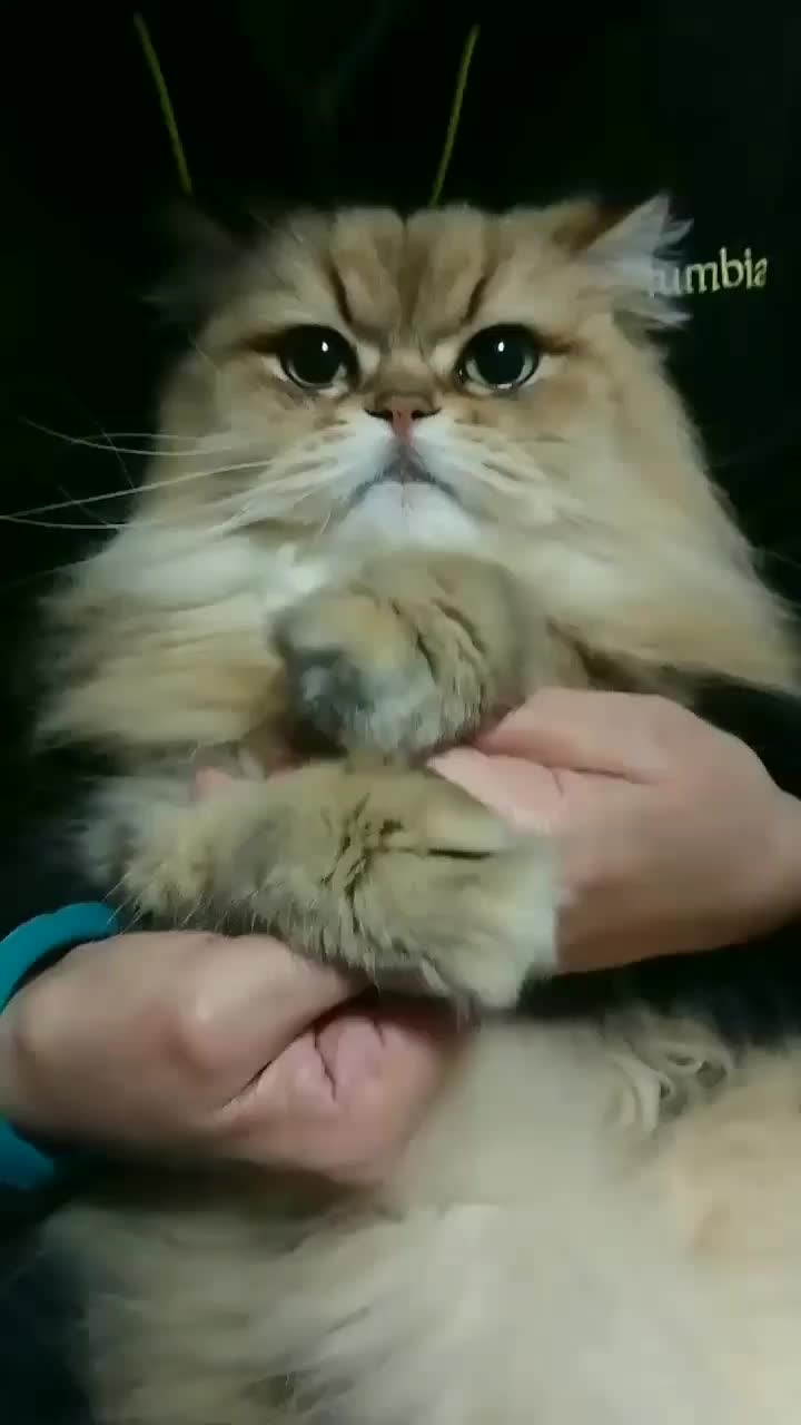 @ネコゴリ🌸😸🌏💫