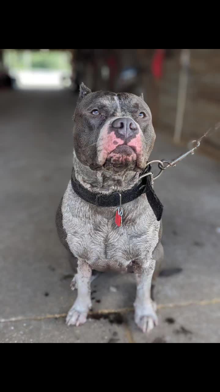 @Bella_Blue_Bully