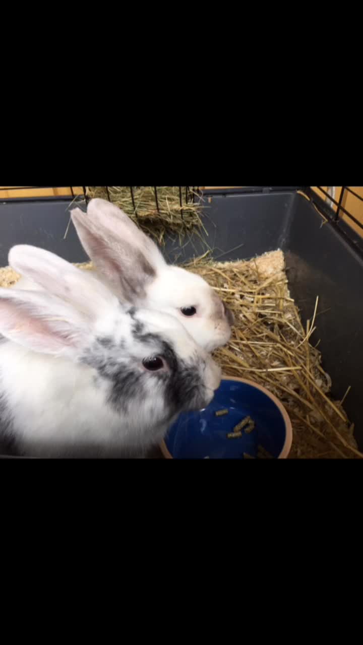 @🐰❤️