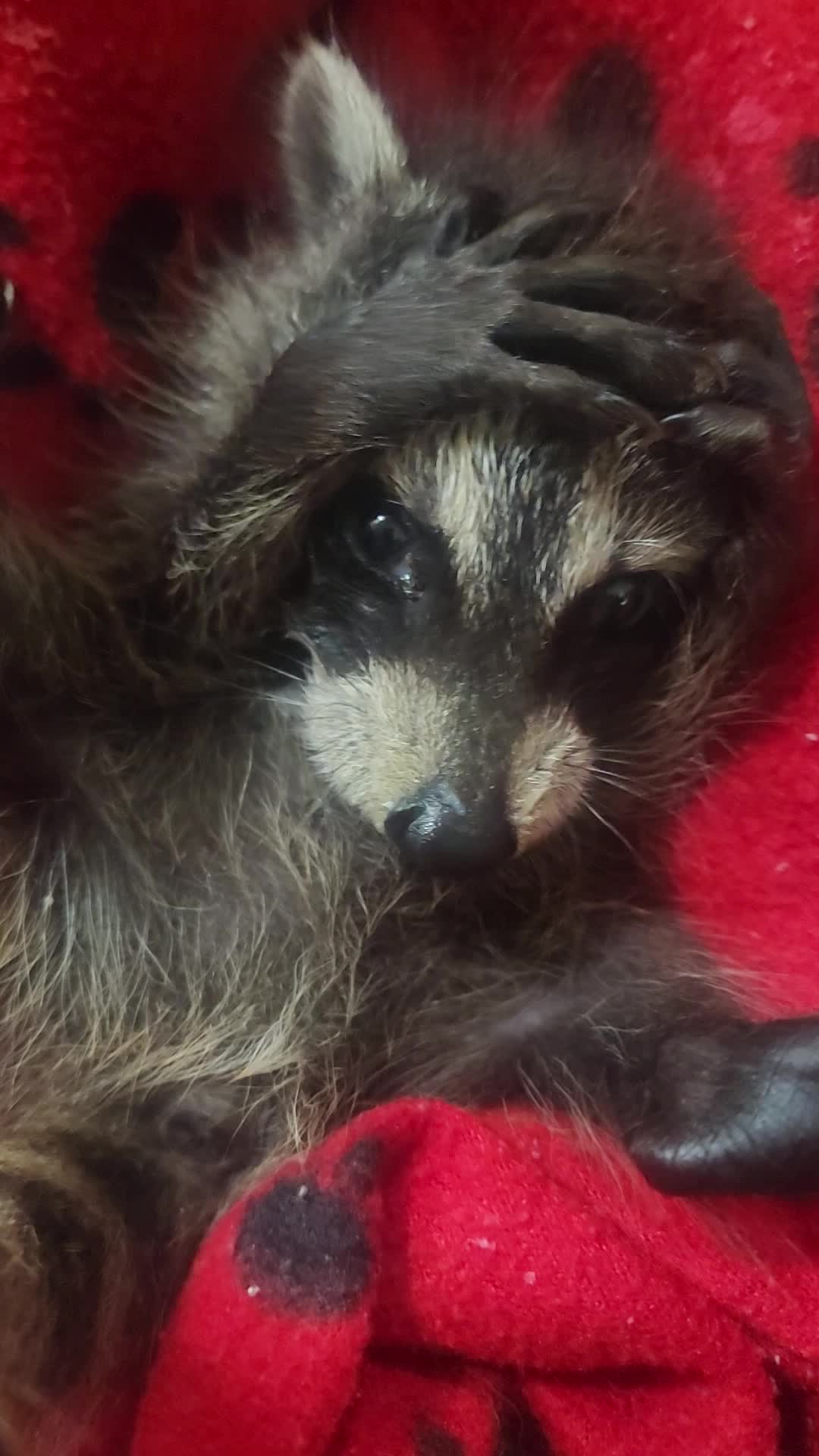@Little Bit Wildlife Rescue