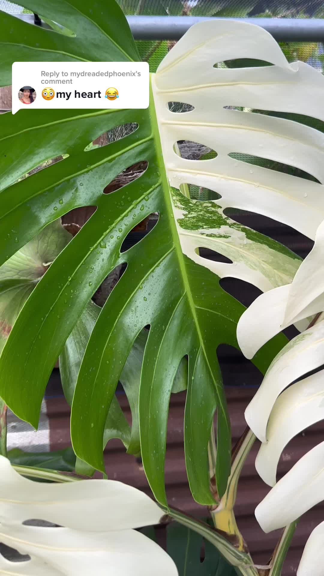 @Just_fishandplants