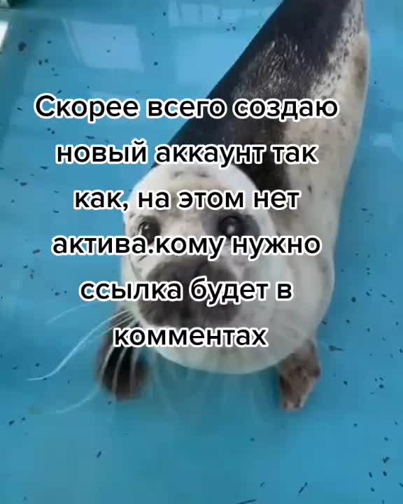 @grechiha1337228