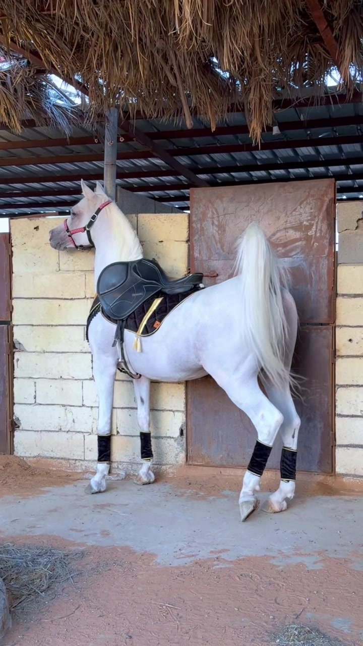 @ثـامر الشـلاش 🐎🤎.