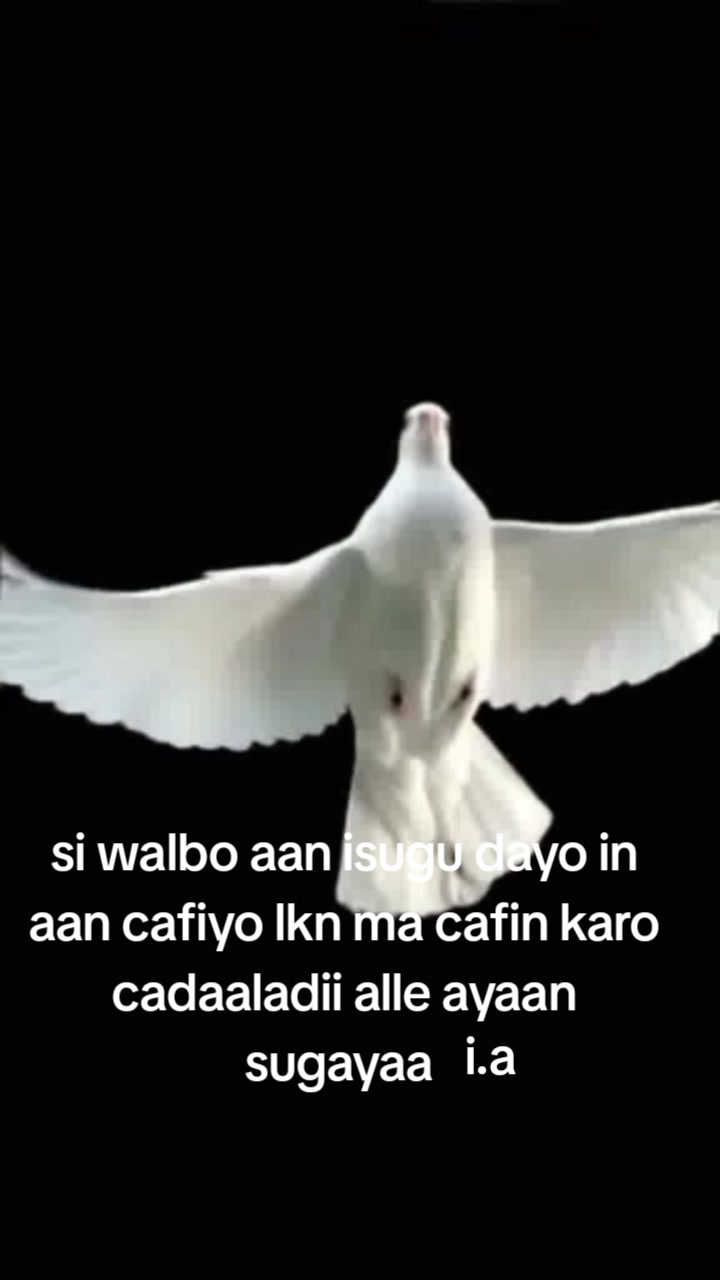 @amran aden