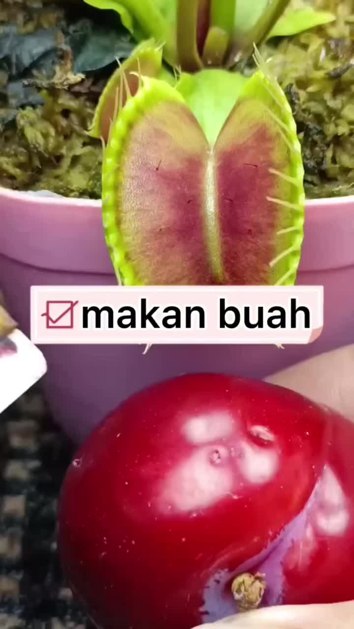 @qinta125