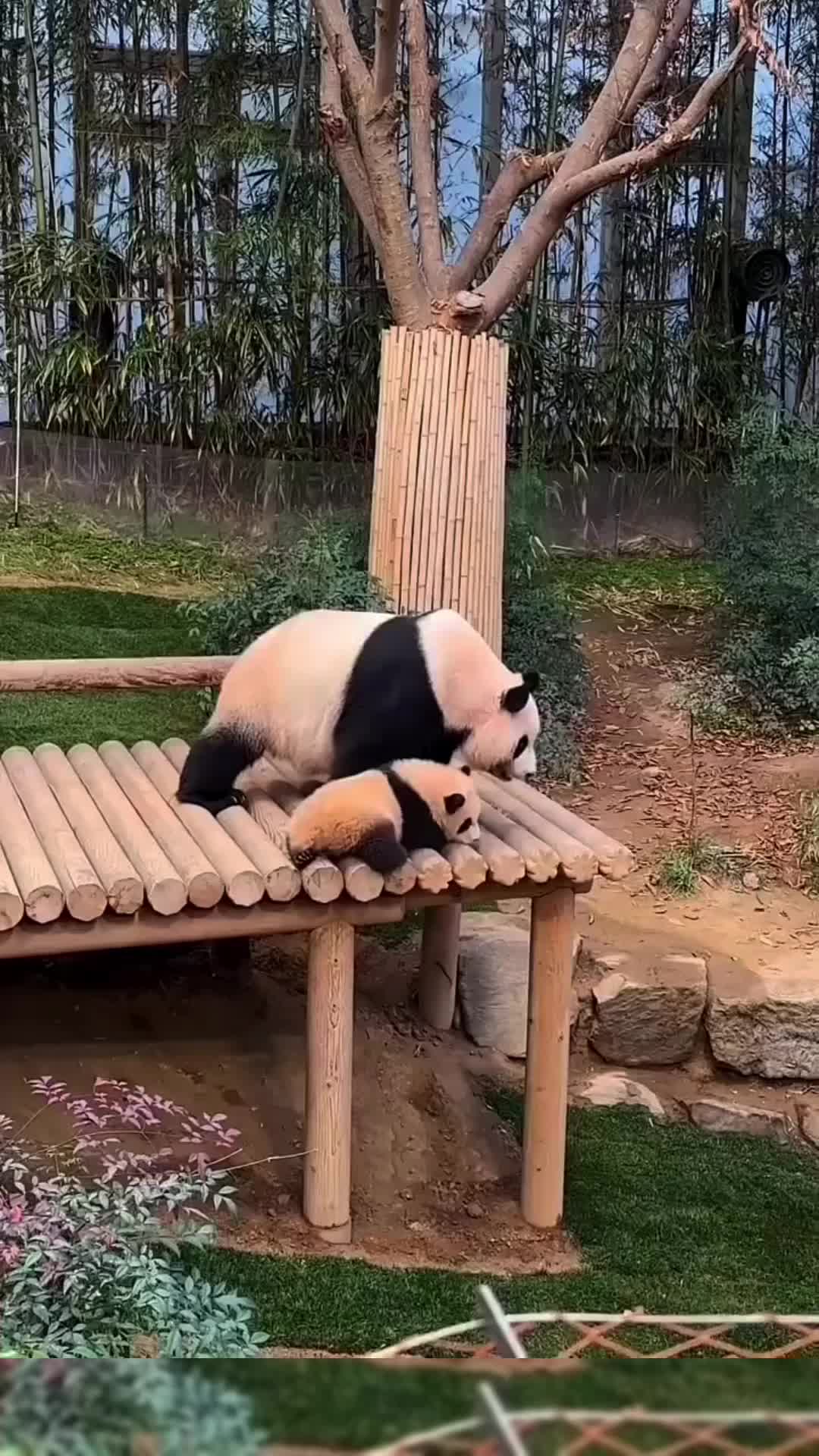 @meowhhcdntb