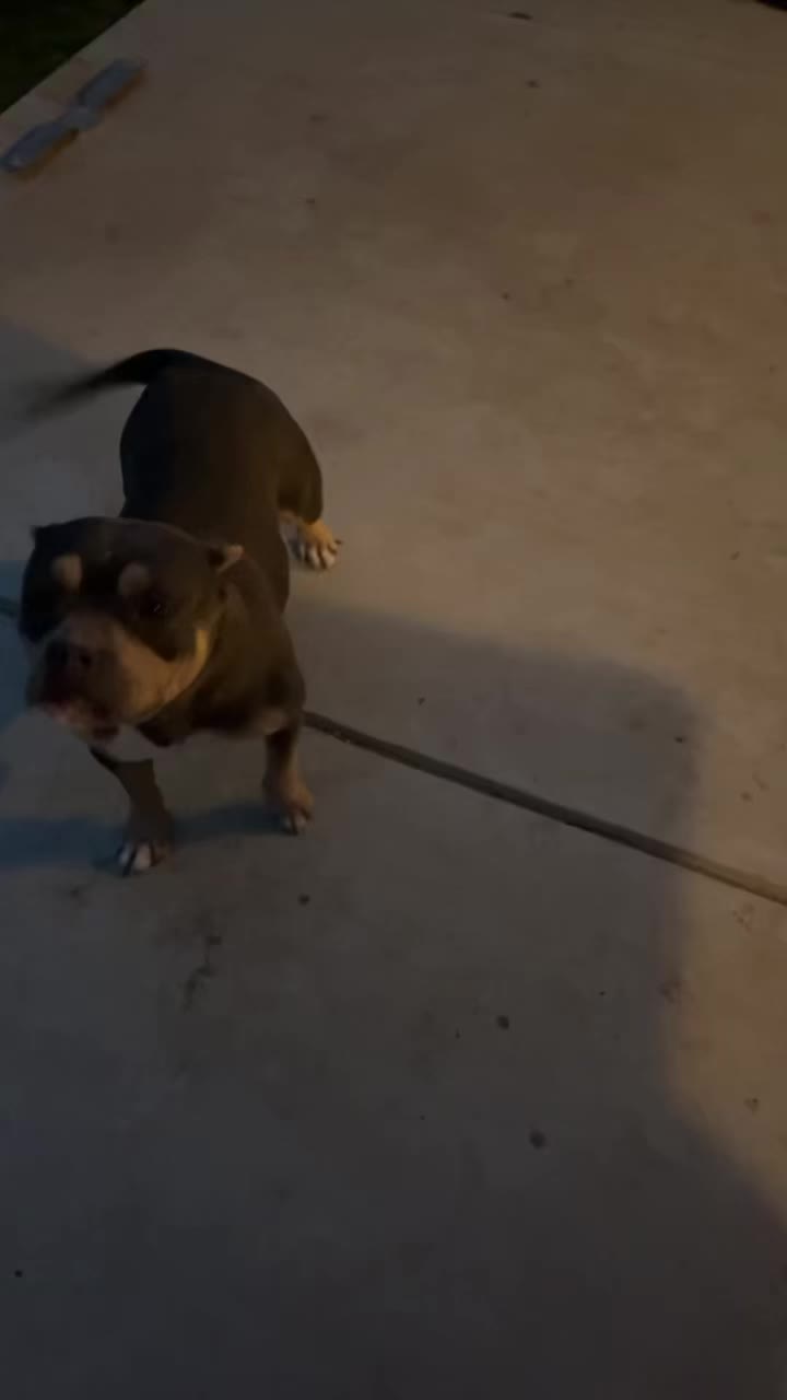 @Morales.kennels