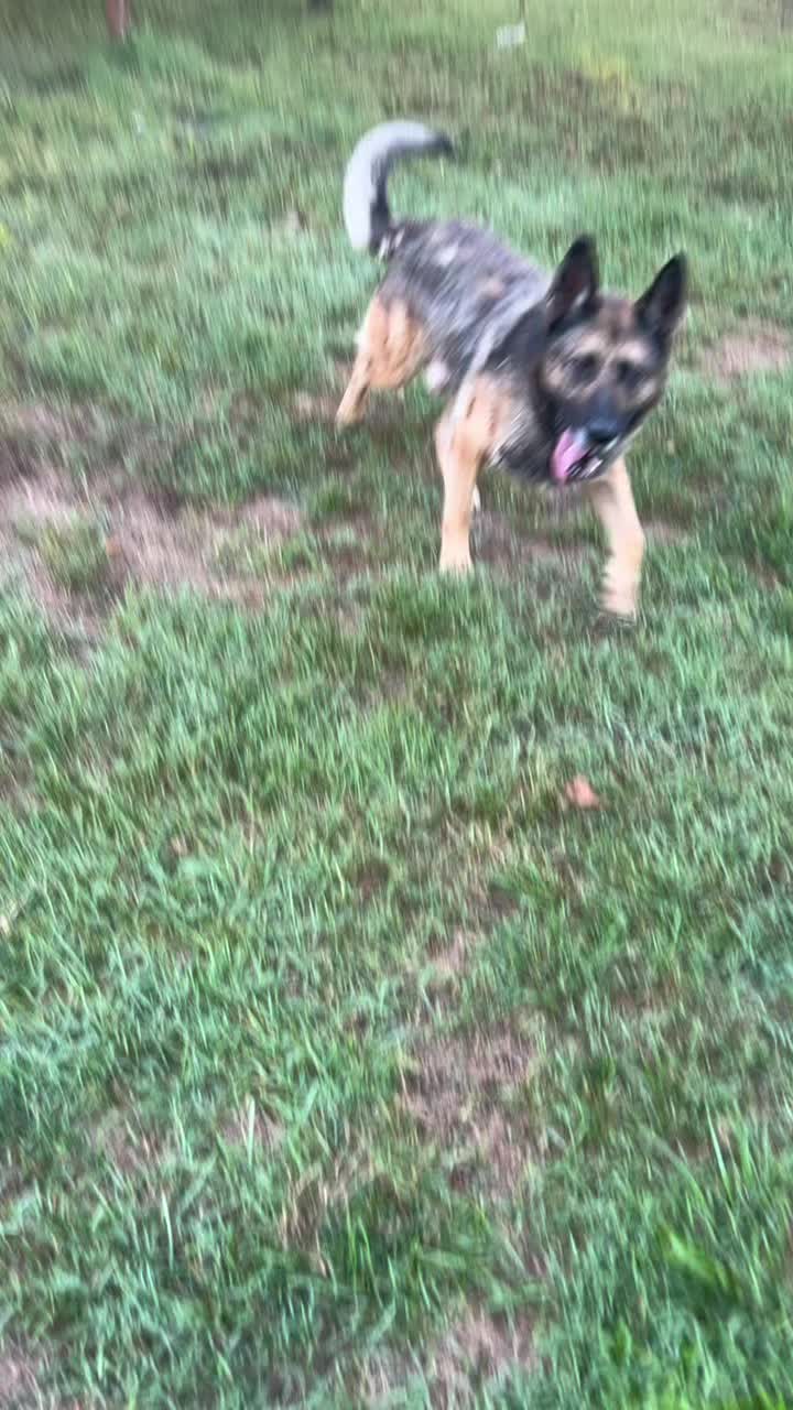 @K9Lady
