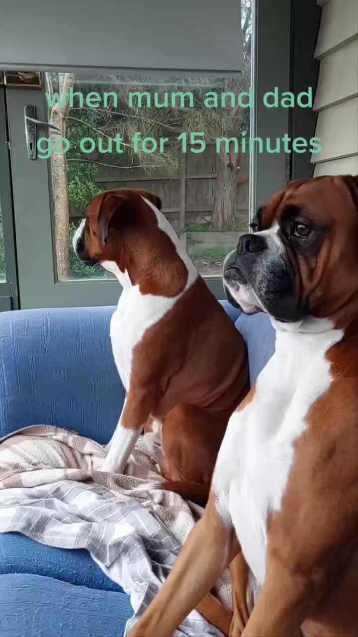 @boxerbrothers73