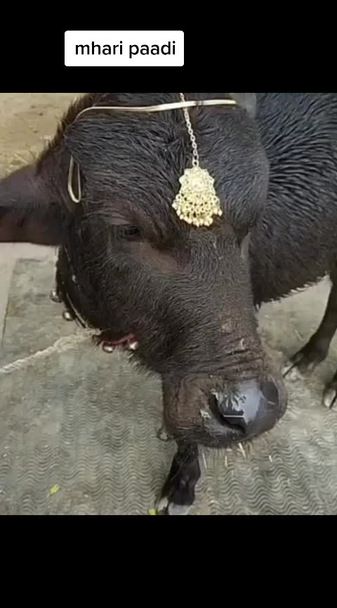 @हरियाणा के हा 💪💪💪