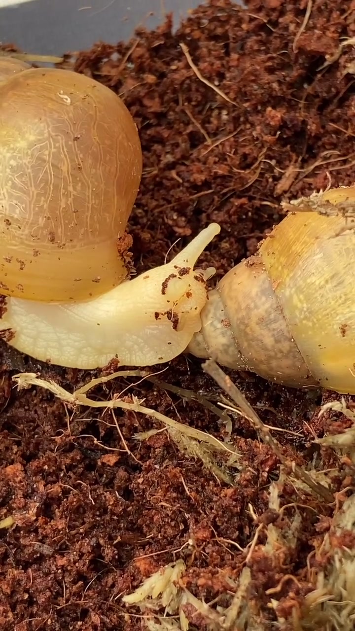 @Улитки ахатины🐌