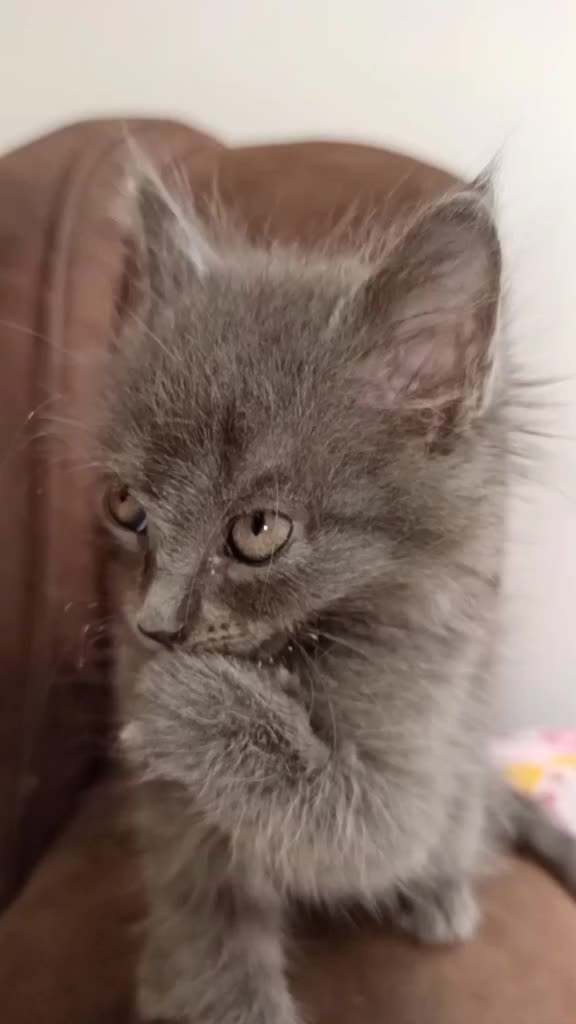 @Gato Orión