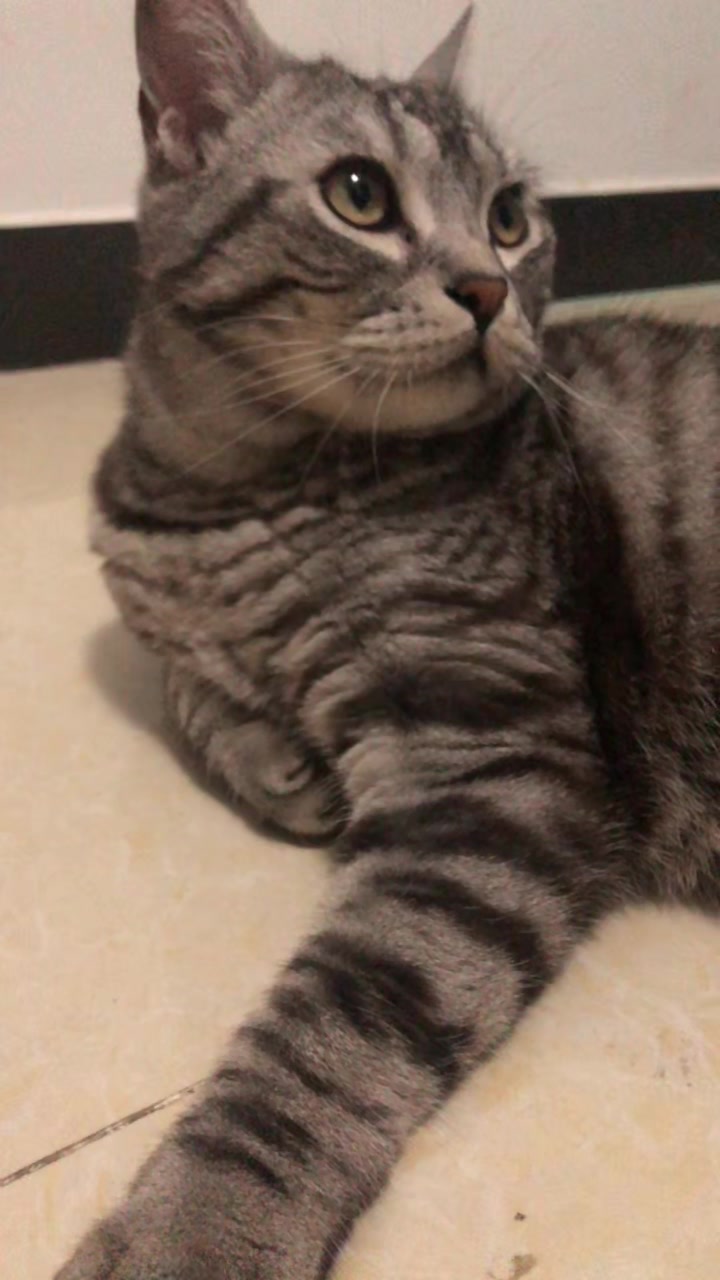 @Ice-creamy cat