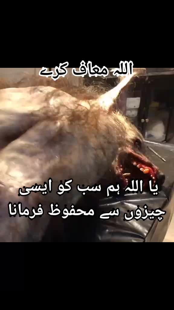 @ARZOO12