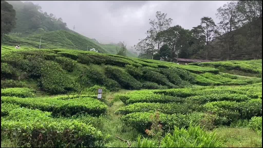 @Jyoti Pandey