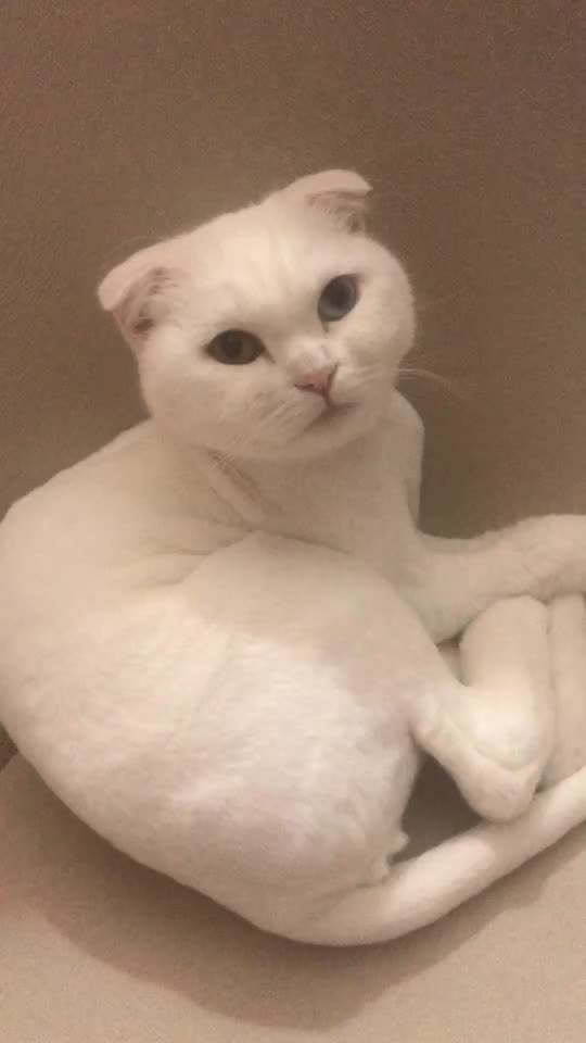 @poncik 🐱