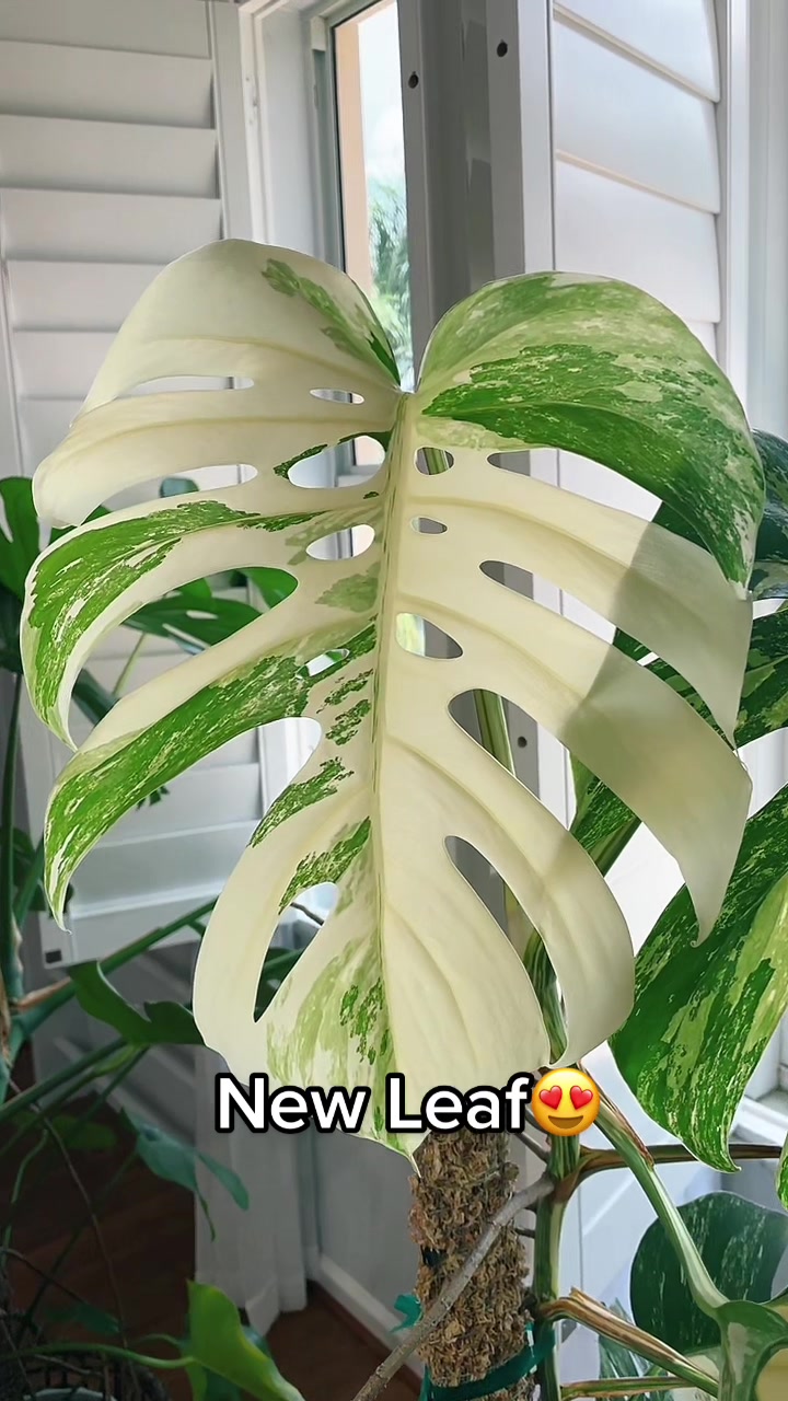 @Monstera Mom