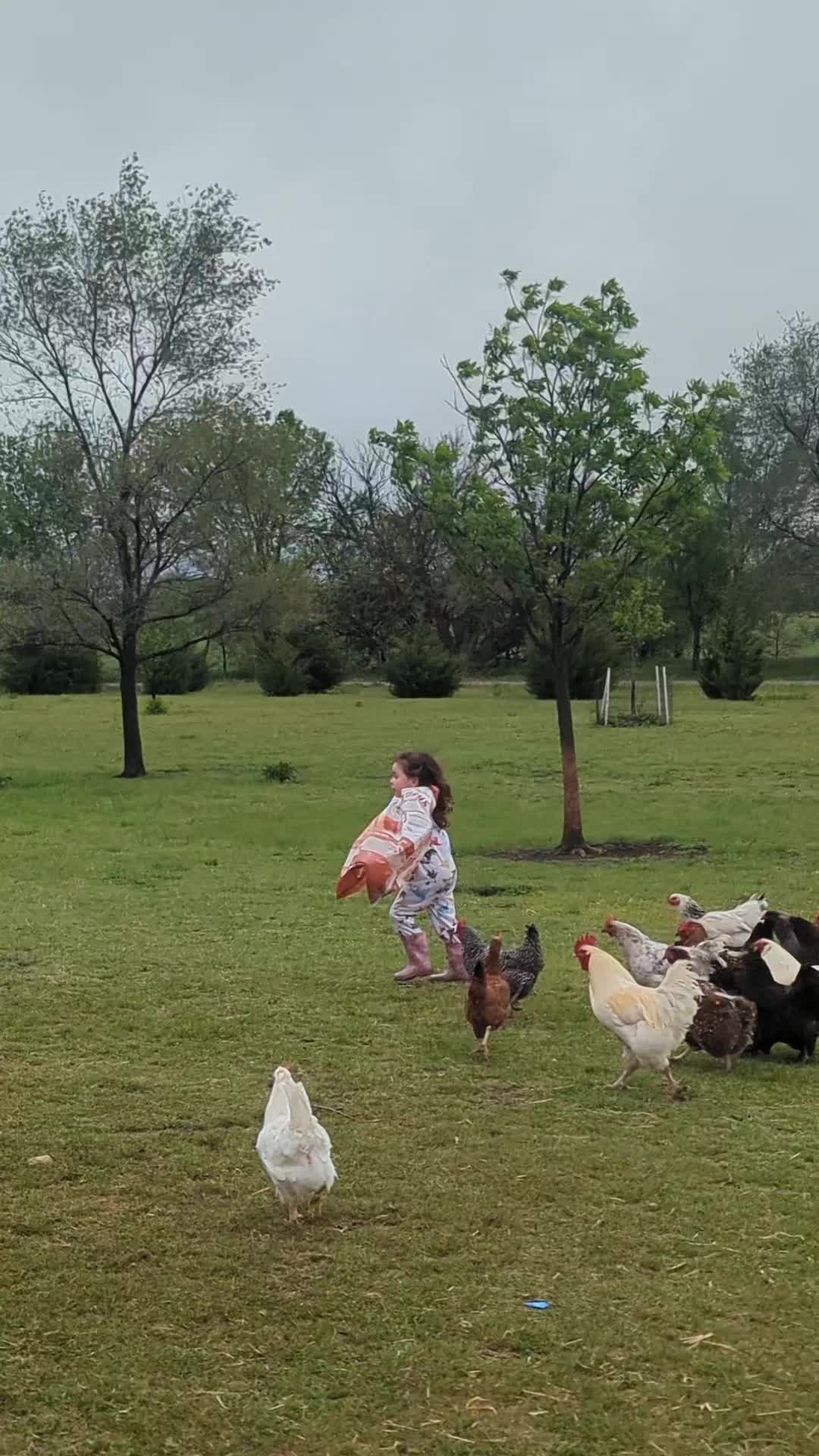 @megz_eggz_chickens
