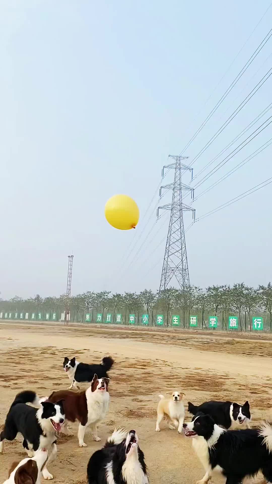 @MOST TALENTED ANIMALS