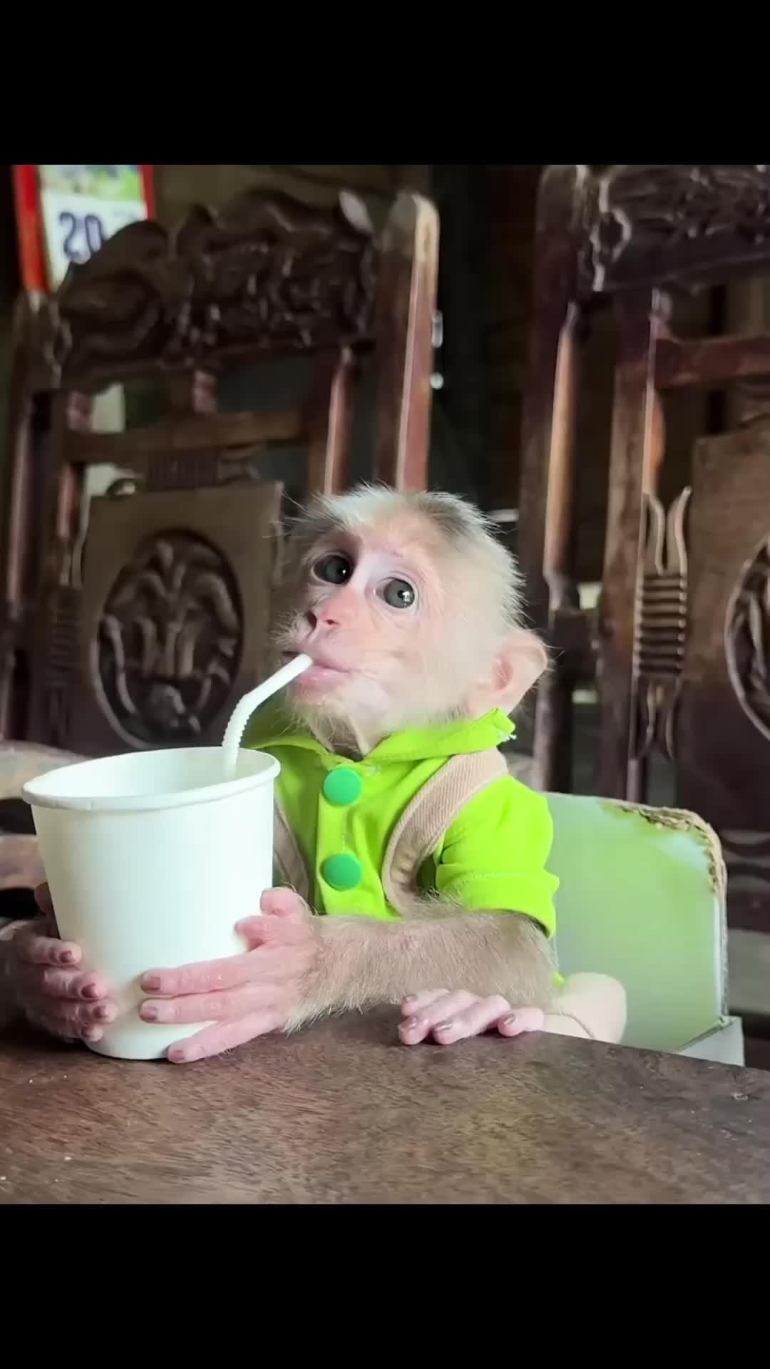 @Cute monkey