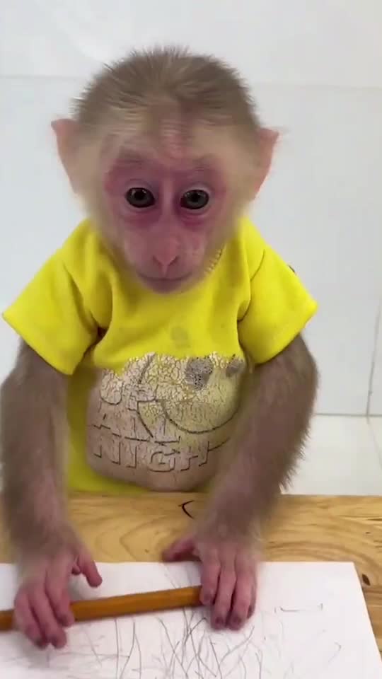 @Monkey Lily