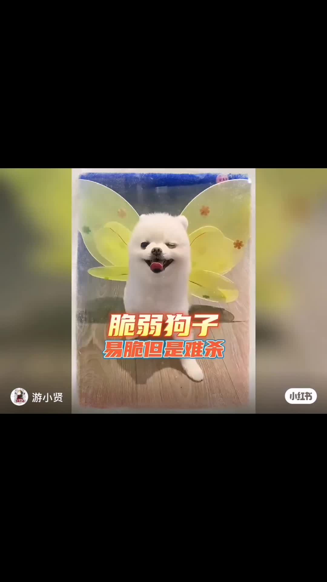 @:ᮨ້抓猫ᮨ༊⃝的鱼᭄�ᮨ⸙