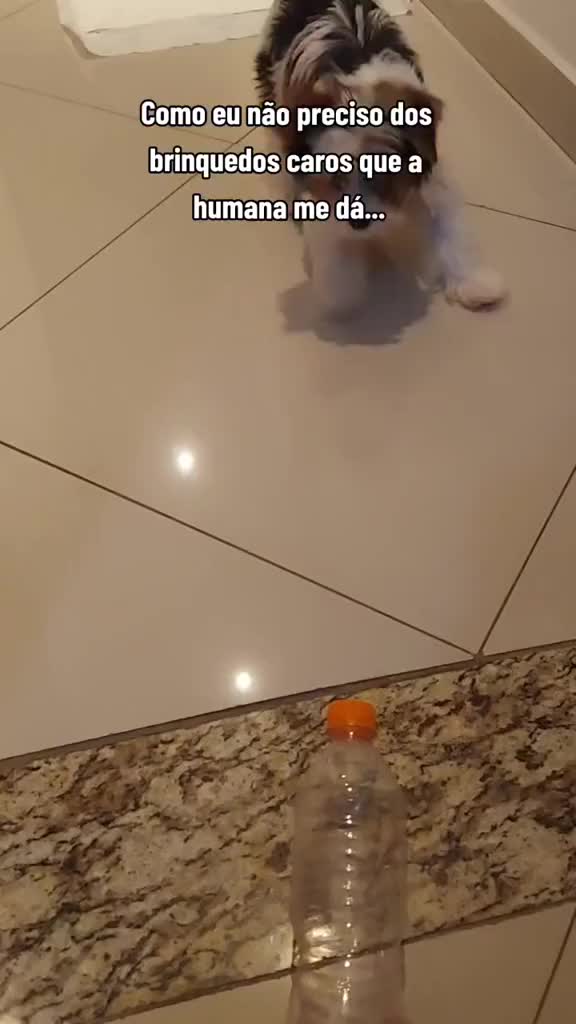 @Biewer Terrier World