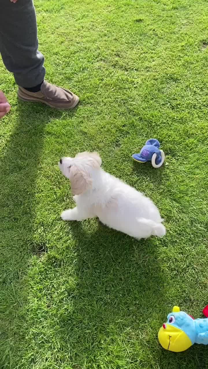 @🐕Fʟᴏssʏ🐕