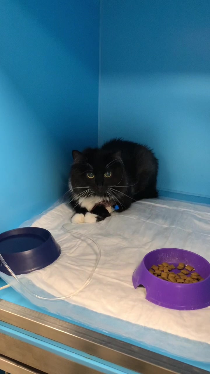 @КОТ МУЖИК 🐾