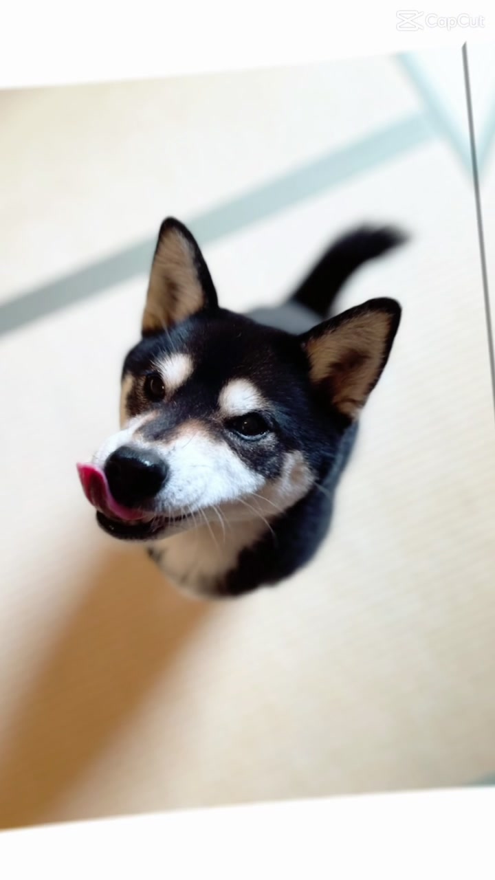 @☀️黒柴犬ひめ☀️
