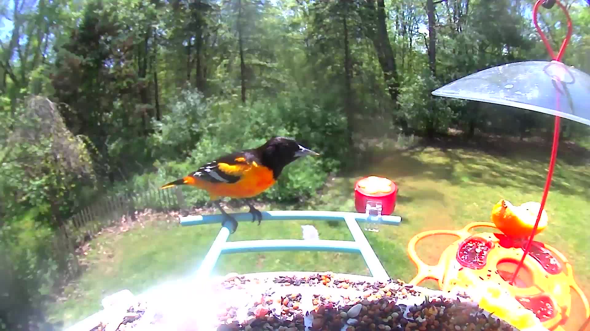 @Bird feeder Cam