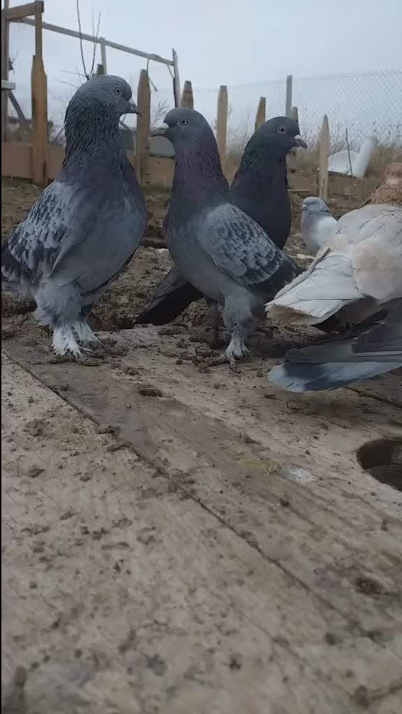 @Muhamet Özsoy