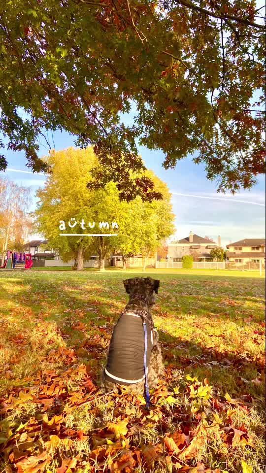 @𝔾𝕆𝕂𝕌 🐶