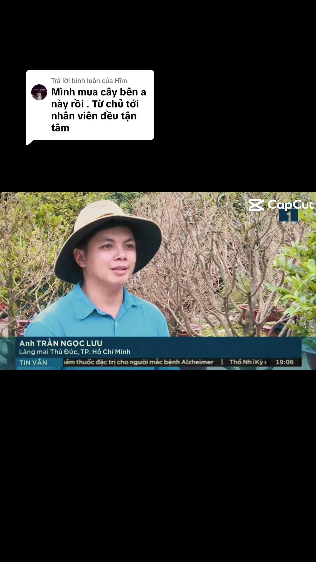 @C&acirc;y Xanh Phong Hồng