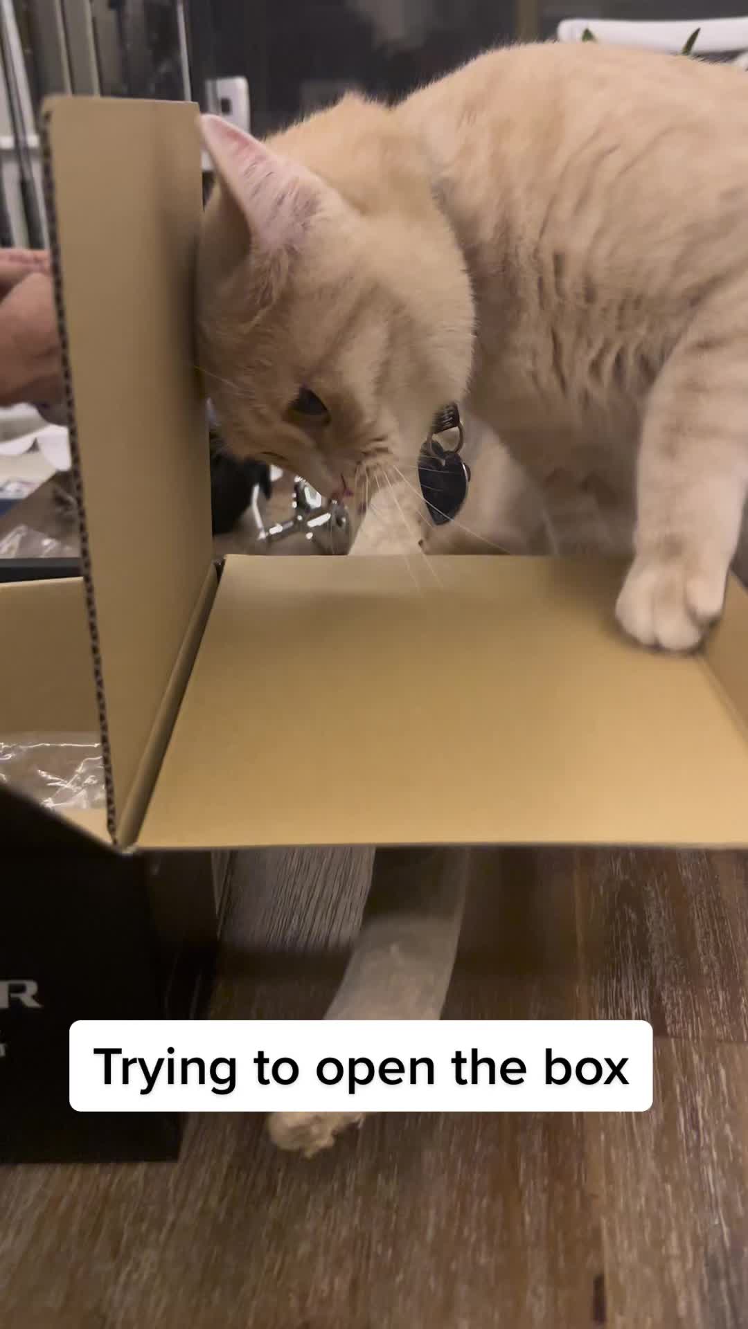@Gandalf the Cat