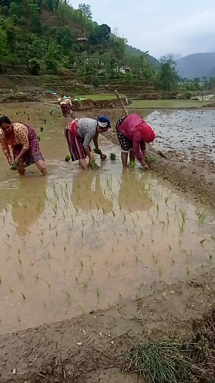 @kamalakc270