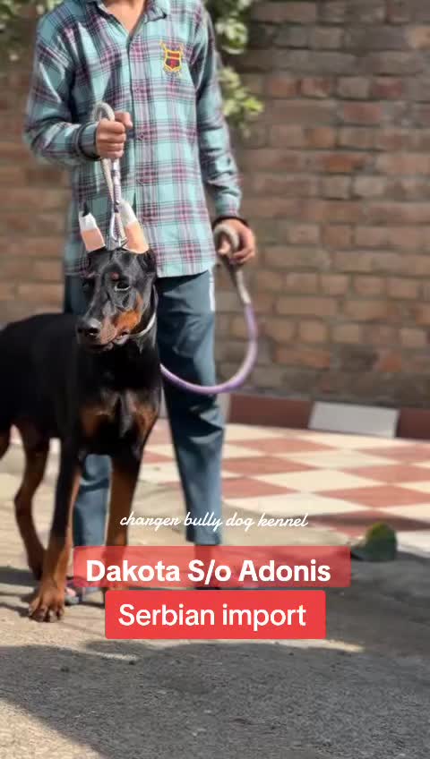 @charger bully dog kennel