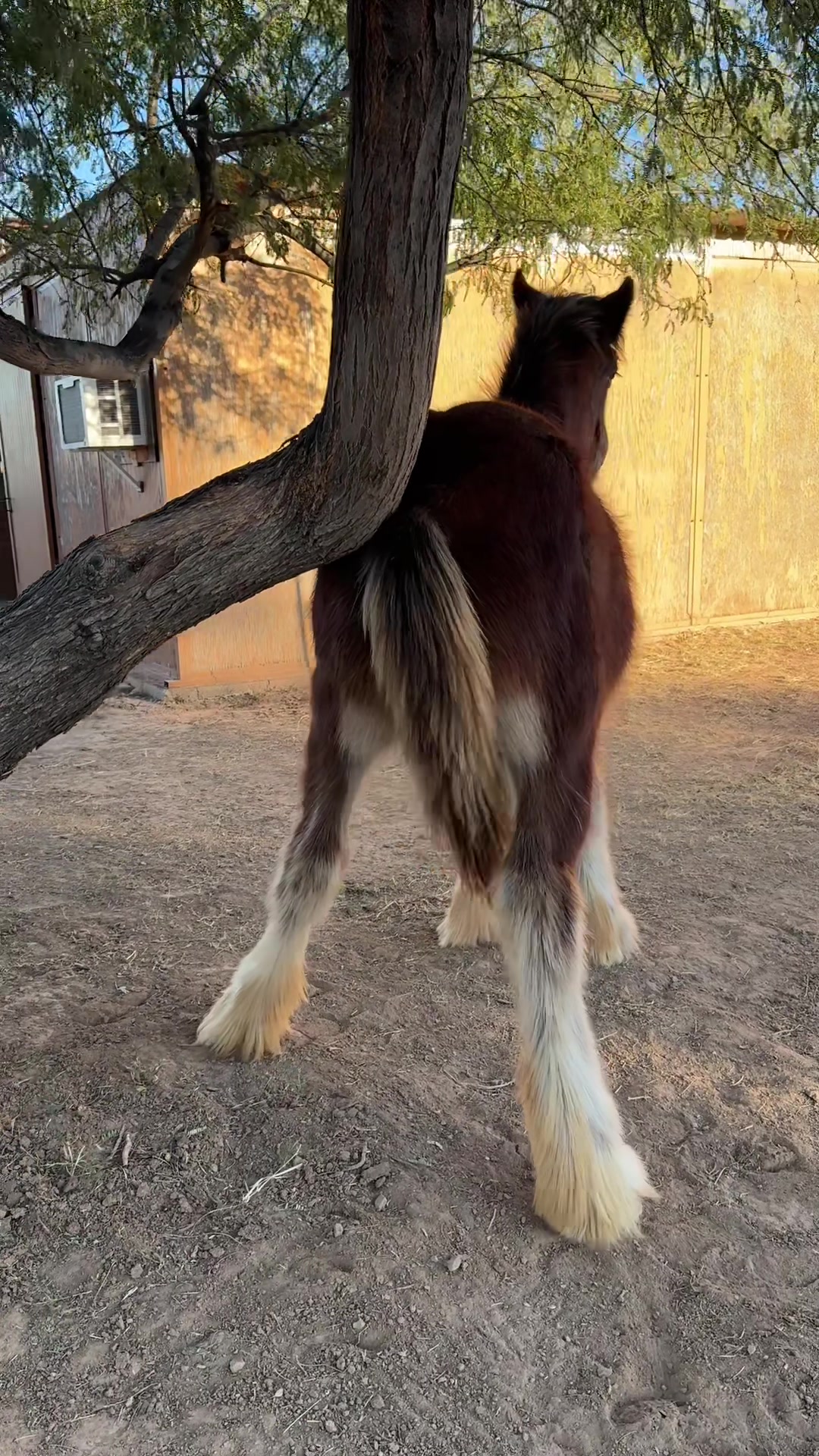 @Apache Powder Ranch