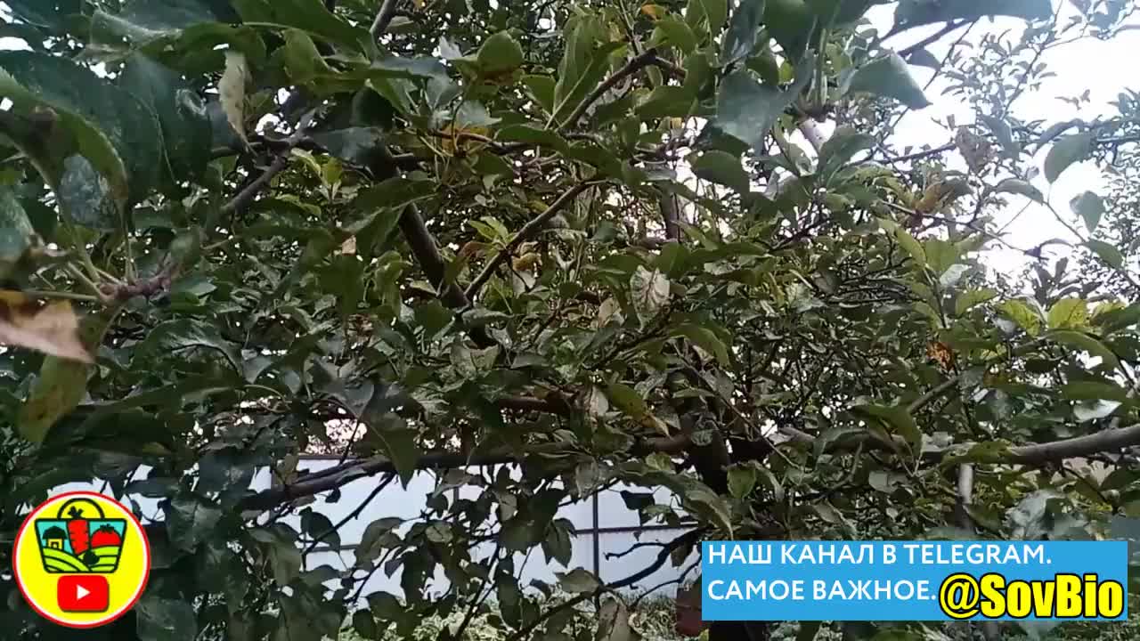 @СОВЕТЫ БИОЛОГА