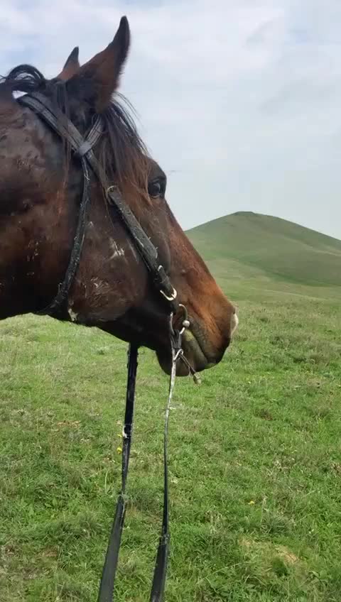 @tarki_horses05