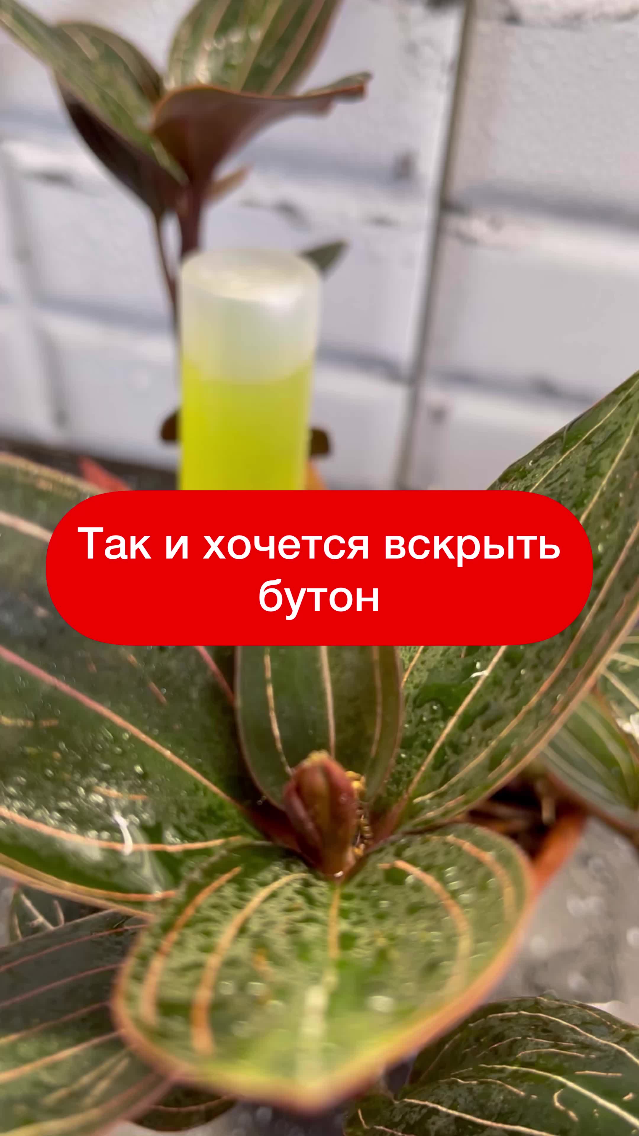 @Елена 🌱 Рай можно купить