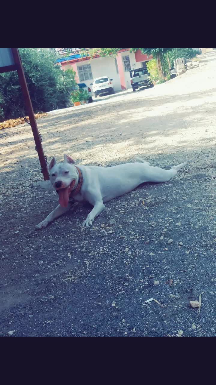 @TALAT GÜLMEN