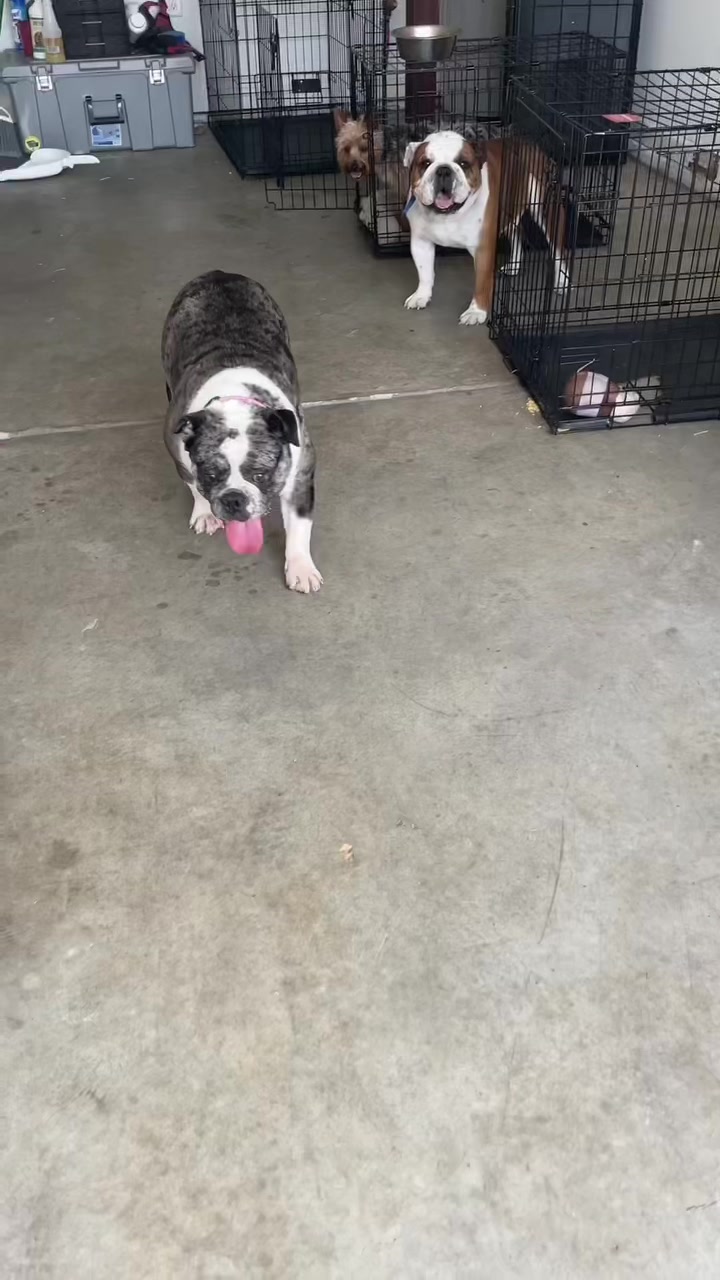 @BulldogMafiaGroup