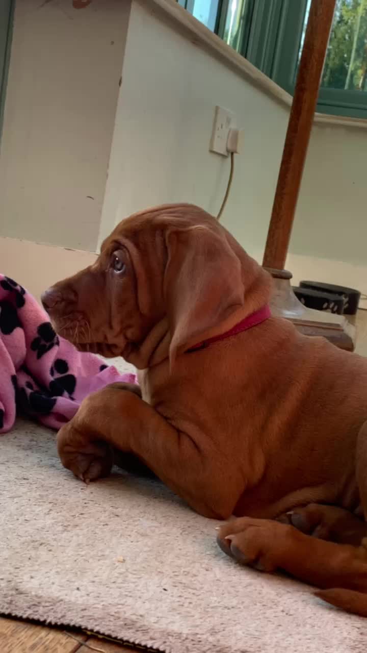 @Just that adorable pup