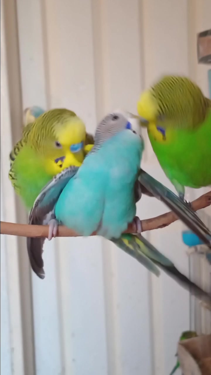 @Budgies108